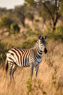 Zebra standing in African savanna grass