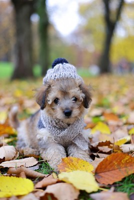 Puppy in knitted hat and scarf on autumn leaves