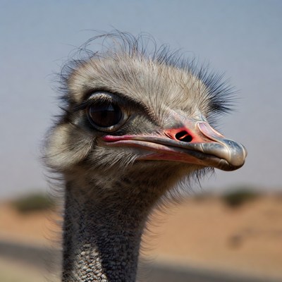 Close-up of ostrich in desert
