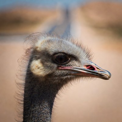 Ostrich close-up in natural habitat