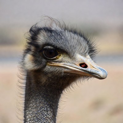 Close up of an ostrich head