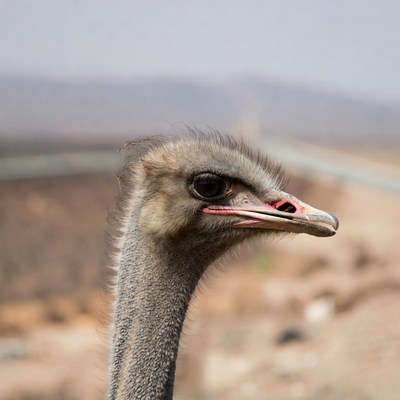 Ostrich close up in natural habitat