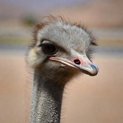 Ostrich in natural habitat close-up