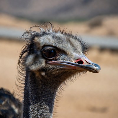 Close view of an ostrich in the sun