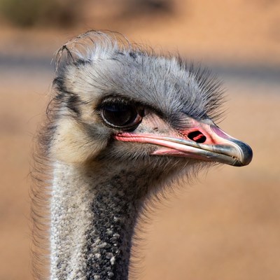 Ostrich close-up in the desert