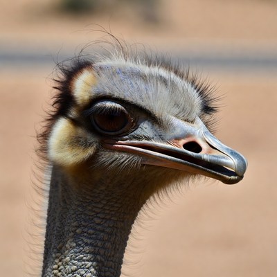 Ostrich close-up at wildlife park