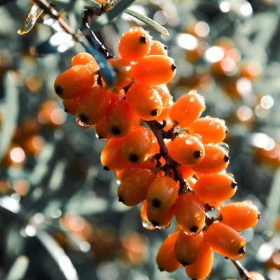 Bright orange berries on a vine