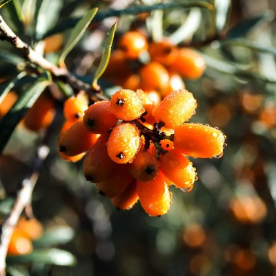 Bright berries on green branches during daylight