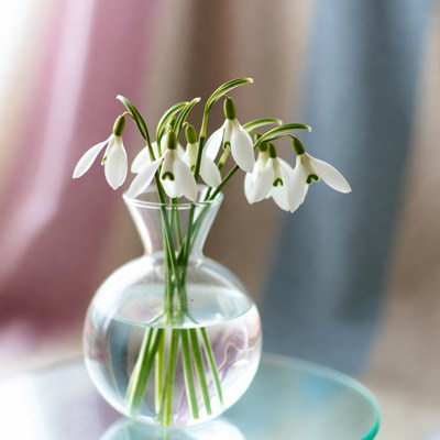 Snowdrop flowers in a glass vase