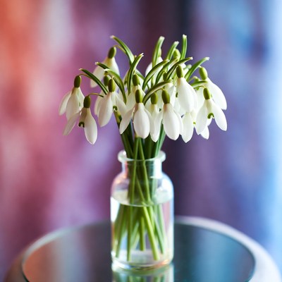 Snowdrop flowers in a glass vase