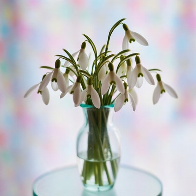 Snowdrop flowers in a clear vase