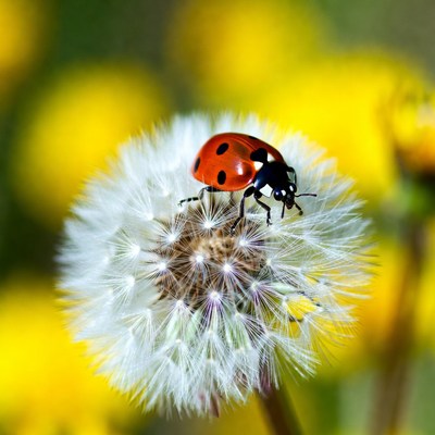 Ladybug on dandelion flower in spring