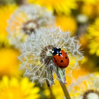 Ladybug on dandelion seeds