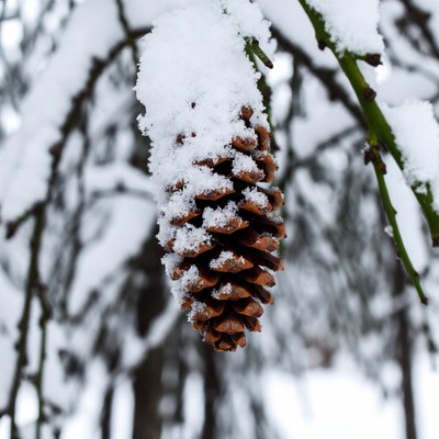 Pine cone covered in snow