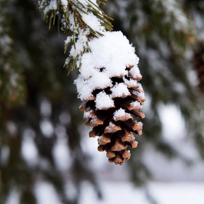 Snow covered pine cone hanging