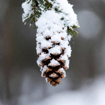 Pine cone covered in snow