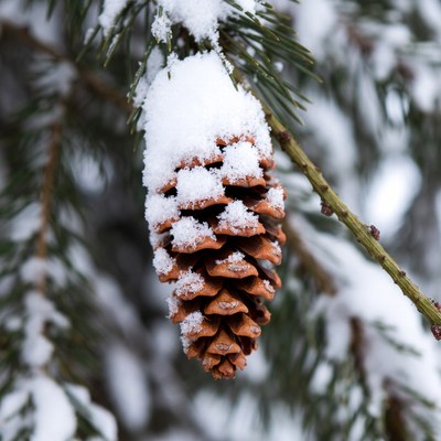 Snow-covered pine cone hangs from tree branch