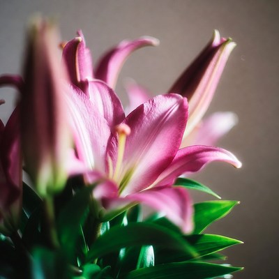 Pink lilies in a close up view