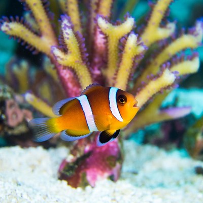 Clownfish swimming near coral