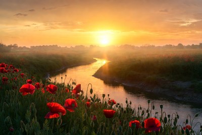 Sunrise over poppy field and stream
