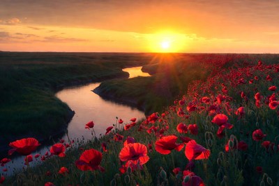 Sunset over poppy field with river