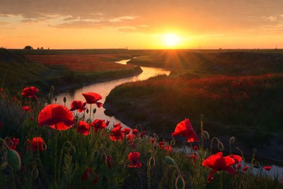 Poppies bloom at sunset near river