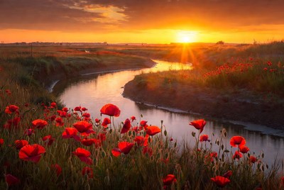 Sunset over poppy field by river