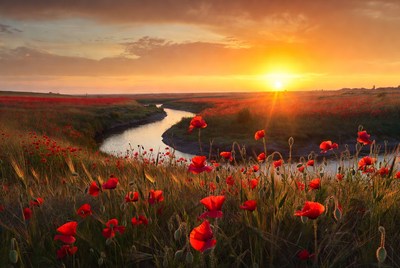 Sunset over poppy field and stream