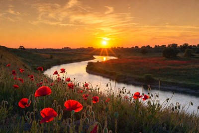 Poppies by the river at sunset