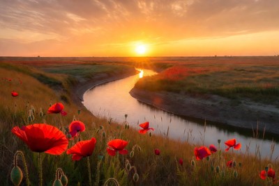 Poppies by the river at sunset