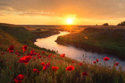 Sunset over river with red flowers