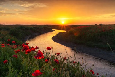 Sunset over river and poppies
