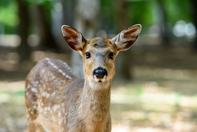 Deer at the park in daylight