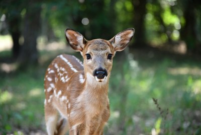 Young deer stands in green grass