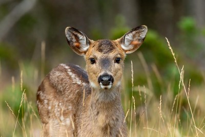 Young deer in grassy field