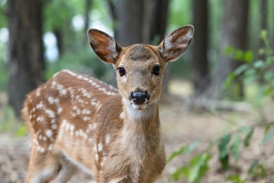 Young deer standing in forest