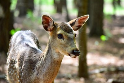 Deer in wooded area during daytime