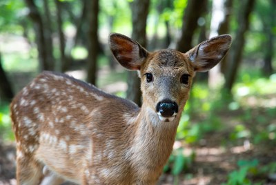 Deer standing in the forest