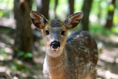 Young deer in forest setting
