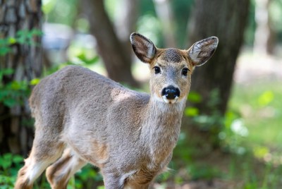 Young deer stands in the forest