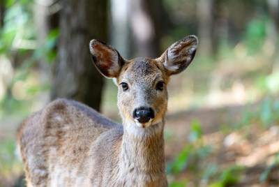 Young deer stands in forest