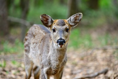 Young deer stands in forest