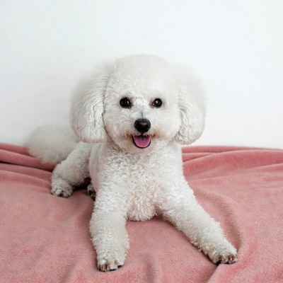 White dog lies on pink blanket