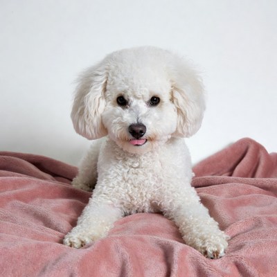 White dog lying on pink blanket