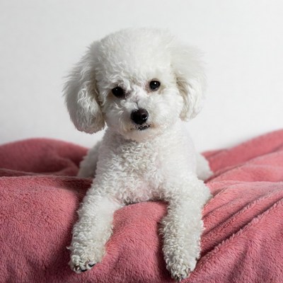 White dog resting on a pink blanket
