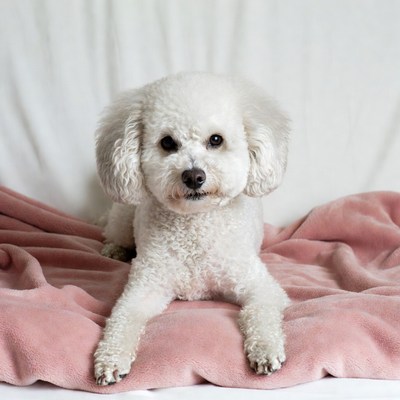 White dog resting on blanket