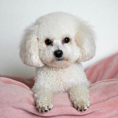 Cute dog resting on pink blanket
