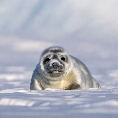 Seal pup resting on snow