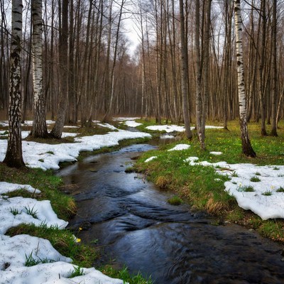 Stream flows through snowy forest