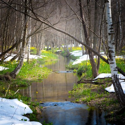 Spring thaw in the forest stream
